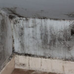 black mold